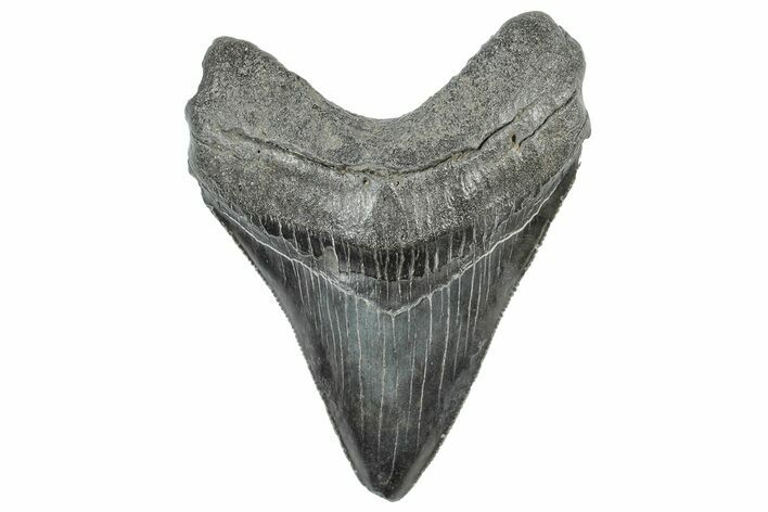 Serrated, Fossil Megalodon Tooth - South Carolina #306285